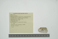 Theliderma cylindrica image