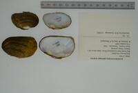 Epioblasma brevidens image