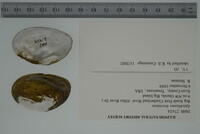 Epioblasma brevidens image