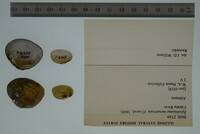 Media resource of Epioblasma metastriata