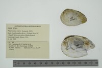 Pleurobema clava image