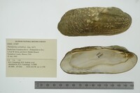 Theliderma cylindrica image