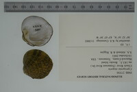 Cyprogenia stegaria image