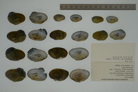 Epioblasma capsaeformis image