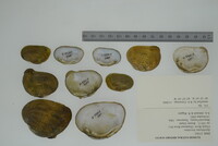 Epioblasma brevidens image