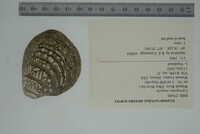 Cyprogenia stegaria image