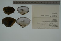 Epioblasma triquetra image