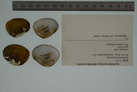 Epioblasma metastriata image