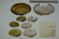 Leptodea fragilis image