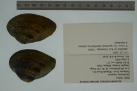 Epioblasma triquetra image