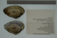 Epioblasma triquetra image