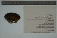 Epioblasma triquetra image