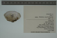 Epioblasma triquetra image