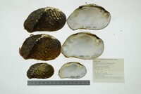 Tritogonia verrucosa image