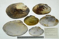 Lampsilis cardium image