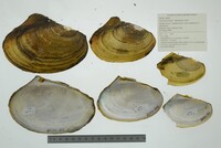 Leptodea fragilis image