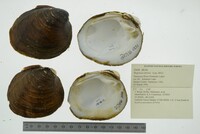 Fusconaia ebena image