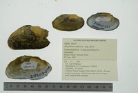 Strophitus undulatus image