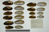 Elliptio fisheriana image