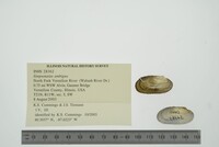 Simpsonaias ambigua image