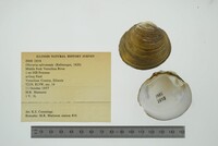 Obovaria subrotunda image