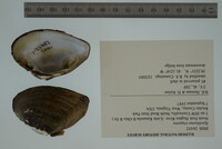 Epioblasma triquetra image