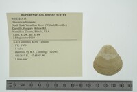 Obovaria subrotunda image