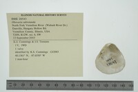 Obovaria subrotunda image