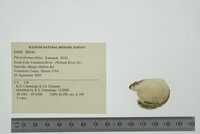 Pleurobema clava image