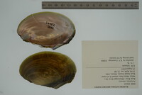 Potamilus ohiensis image