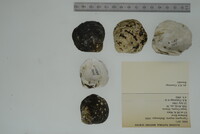 Cyprogenia stegaria image