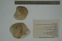 Epioblasma flexuosa image