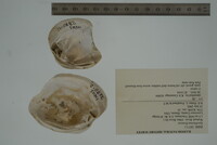 Epioblasma flexuosa image