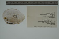 Epioblasma flexuosa image