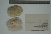 Epioblasma torulosa image