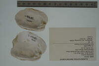 Epioblasma torulosa image