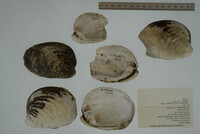 Plethobasus cicatricosus image