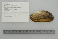 Popenaias popeii image