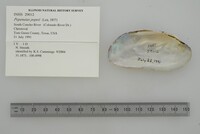 Popenaias popeii image