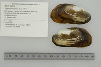 Popenaias popeii image