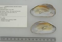 Popenaias popeii image