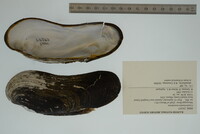 Margaritifera monodonta image