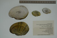 Lampsilis cardium image