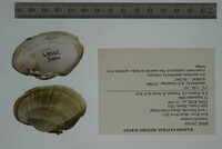 Lampsilis cardium image