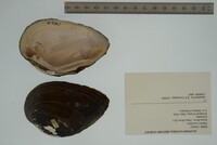 Elliptio crassidens image