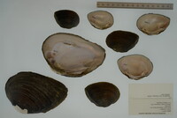 Elliptio crassidens image