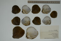 Pleurobema plenum image