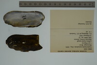 Margaritifera monodonta image