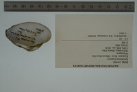 Epioblasma triquetra image