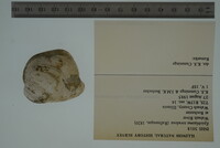 Epioblasma torulosa image